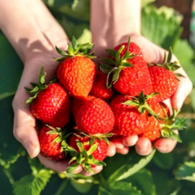 고당도 설향딸기 생딸기 설향 딸기제철, 1개, 특상 1.6kg (48-60과 내외)