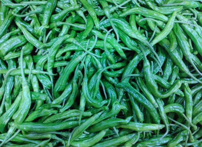 [신일농산] 국내산 하우스 꽈리고추 4kg, 1박스, 4kg (상)