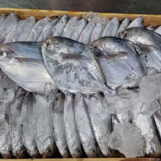 국내산 당일조업 생물 병어, 1개, 1kg 6~9미 내외