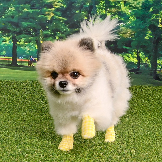 올치 반려동물 체크 노랑이 자가점착 신발 SH6831, 옐로우, 10개