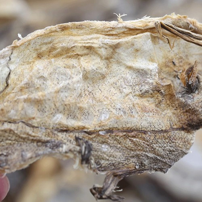 VB 명태껍질 황태껍질 1kg 대용량 5봉, 1kg 5봉, 5개