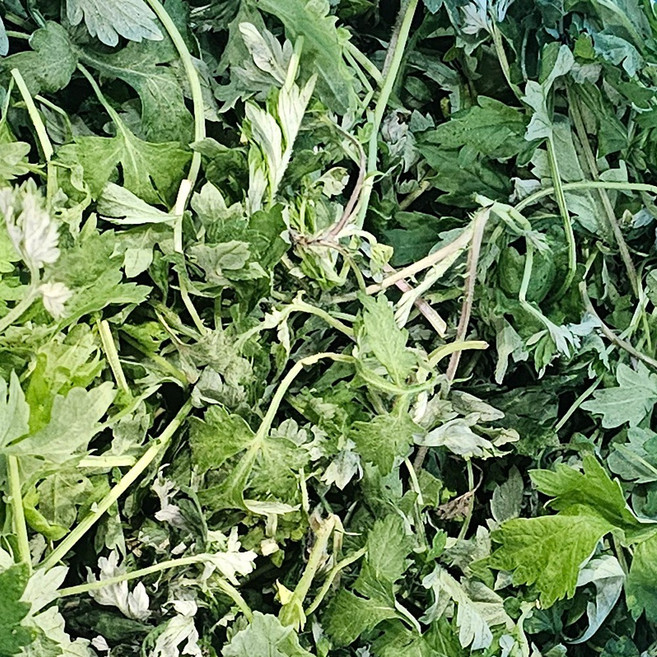 클릭마켓 국내산 노지 쑥 나물, 1박스, 2kg