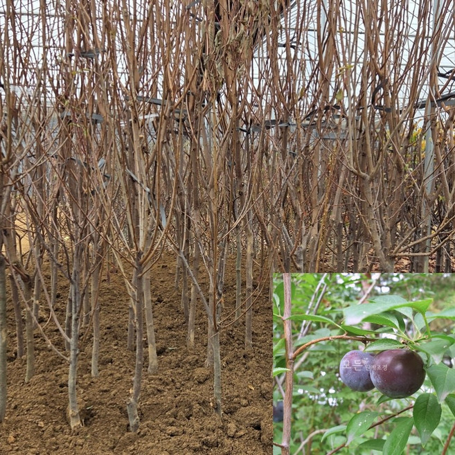 [모든원예조경] 바이오체리나무 묘목 (흑자두) 분묘 R3 결실주 자두묘목, 1개