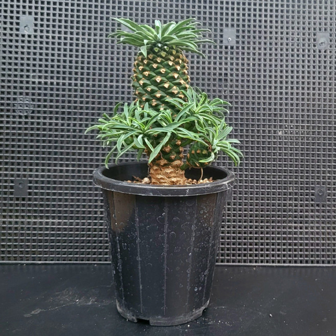 초보도 키우기 쉬운 다육 괴마옥