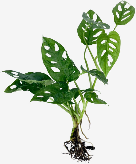 글라스가든 뿌리 흙 세척 몬스테라 아단소니 1뿌리 수경재배 수중 실내공기정화 키우기 쉬운 식물 키우기, 1개