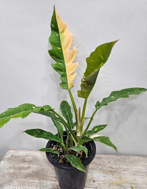 필로덴드론 닝오브파이어(중품) 새로입고 무늬종 1개 높이 30~45cm