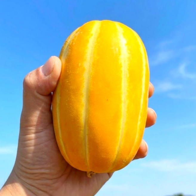 [산지직송] 당도보장 꿀당도 받아보고 실망없는 가정용 성주 참외, 1박스, 랜덤과10kg