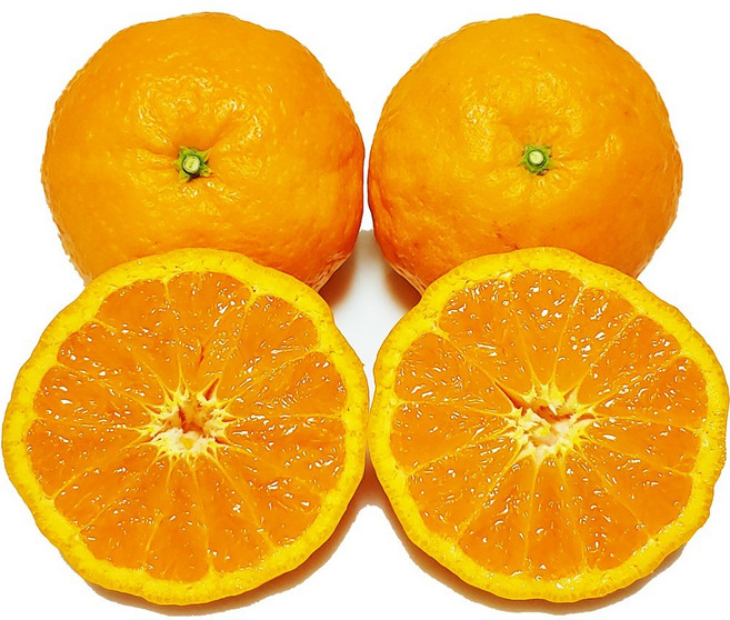 [맛없음반품] 고당도 제주 카라향 산지직송 선물용 가정용, 가정용포장, 카라향(대과귤) 10kg(56~69과내외), 1개