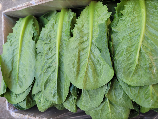 야채왕 통로메인100g/300g/ 1kg/ 2kg(박스), 통로메인1kg, 1개