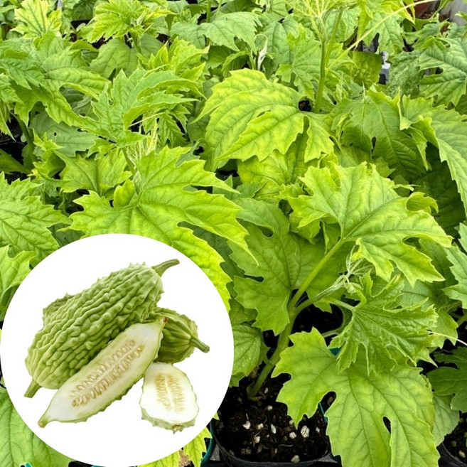 새마을총각 여주모종 컵포트, 1개