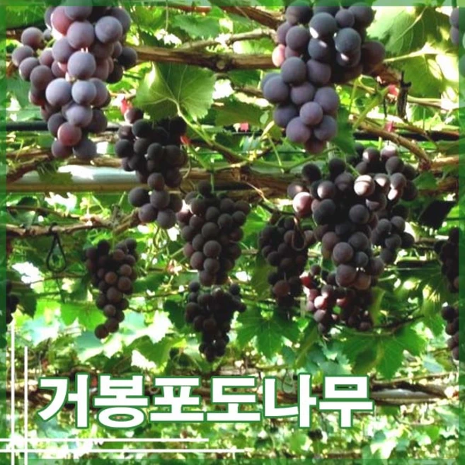 [현대조경농원]거봉 포도나무 묘목 3년생 결실주, 1개, 분묘 - 쿠팡