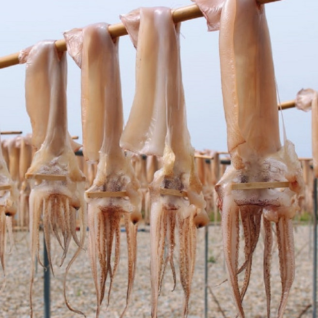 구룡포 포항 반건조오징어 10미 산지직송 간식 맥주안주 피데기, 1개, 5미(550g)