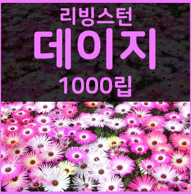 꽃씨몰 꽃씨 봄 파종 여름꽃씨 가을 노지월동 다년생 야생화 양귀비 종자 꽃씨앗, 1개