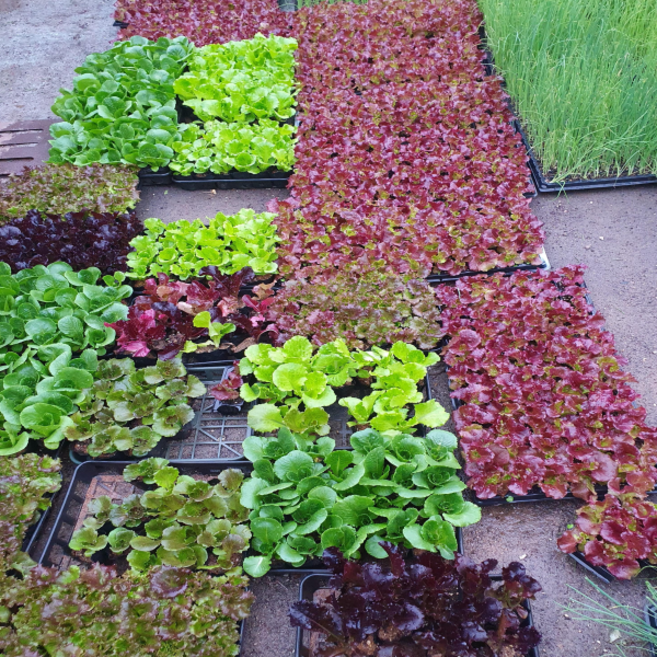 [아트플라워] 모종 행사(20개 보내드립니다) 꽃상추 학습용 학교모종, 20개