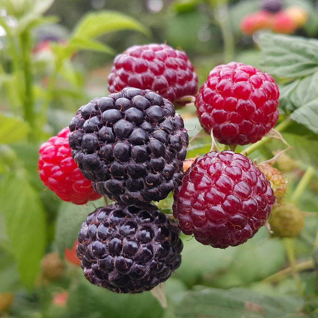 백운팜 햇 토종 복분자(급냉) 에어세척 3차선별, 1박스, 5kg