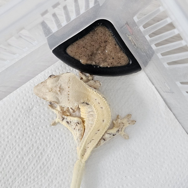 JIF 크레스티드 게코 플라스톤 밥그릇, 코너 블랙(소), 1개