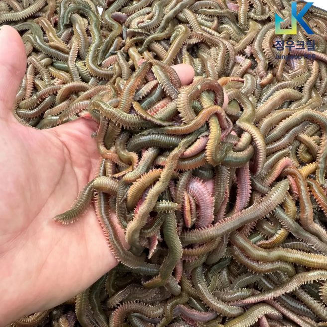 정우크릴 청갯지렁이 250g, 1개