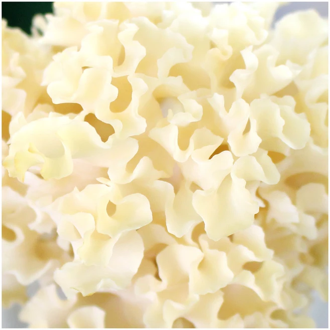 무농약 꽃송이버섯 생버섯 말린버섯 분말, 1개, 100g - 쿠팡