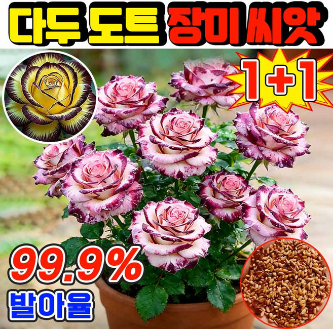 [쉬운재배] 1+1 다두 반점 장미 씨앗 노지 월동 다년생 꽃 씨앗 장미 씨앗 사은품 랜덤증정, 200개