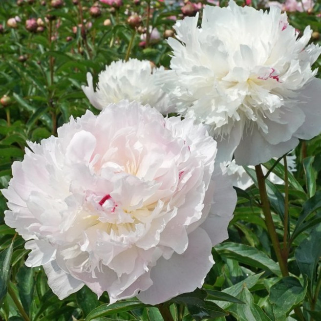 작약 개화주 볼오브뷰티 로마 가데니아 더치스 더 네무스 런던 레드매직 레이디안나 바츠첼라 사라버나드 셀렉트 알러티에 탑헷 핑크하와이안코랄 코랄참, 1개