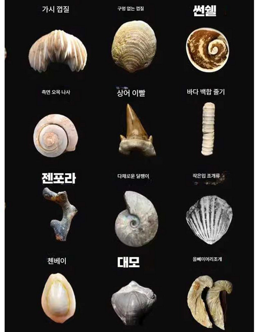 언유즈얼 앵무조개 장난감 해양동물 화석 생물 장식, 1개, 이형  2cm
