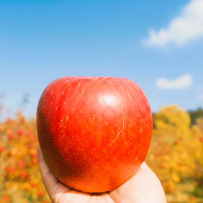 [수확당일출고 타임특가] 초특가할인 극brix초고당도 부사사과햇사과, 1박스, 10kg (중대과)