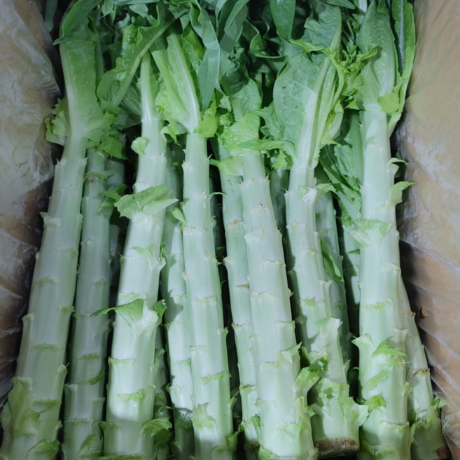 [뚱채]방송출연 GAP인증 궁채농장 줄기상추 궁채, 1박스, 2kg