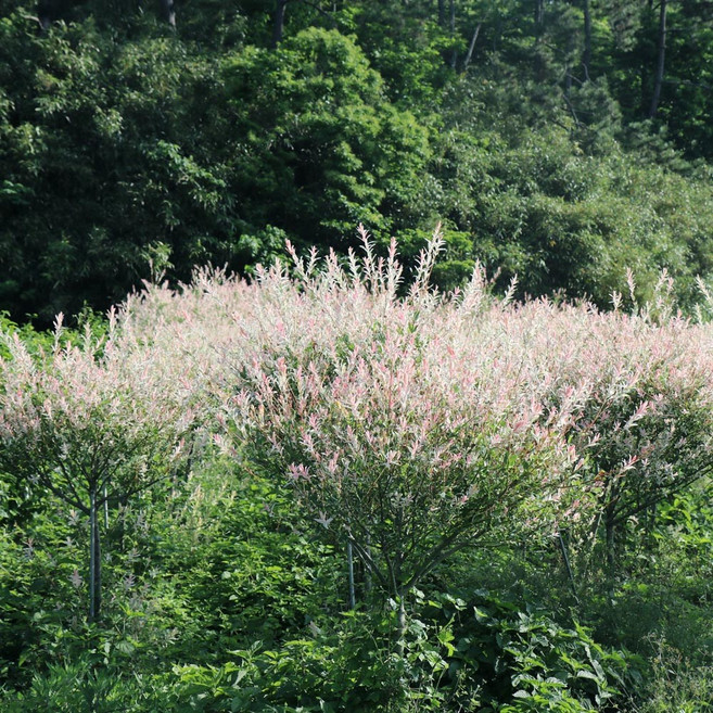 삼색버드나무 x 10포트 화이트핑크셀릭스 생울타리 노지월동 야생화 나무 묘목 봄꽃 여름꽃 화분 다년생 실내 화초 키우기