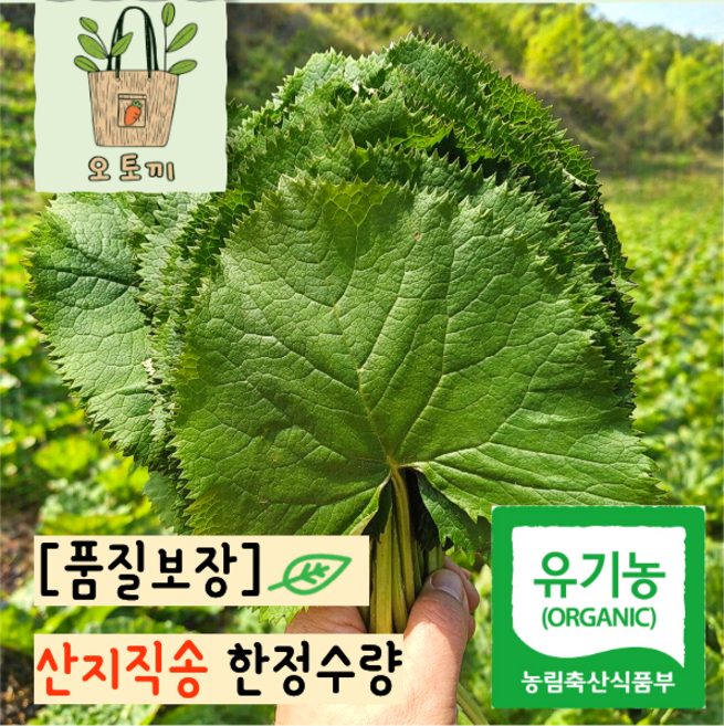 [유기농] 강원도 자연산 곰취 당일수확 곰취나물 산지직송 생곰취, 1개, 500g