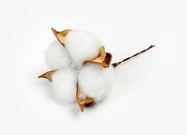 【永生花】棉花頭 有鐵絲 棉花 木棉花 染色木棉花 花束 花圈材料 永生花玻璃罩, 白色