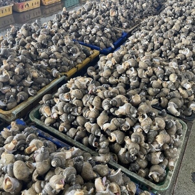 동해안 활 흑골뱅이 소 2kg(140미) 골뱅이 흑고동