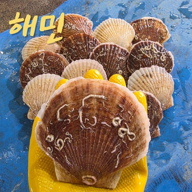 국내산 참가리비 1kg | 강원도 고성 생물가리비 조개구이 캠핑용 산지직송, 1개, 국산 특대 1kg