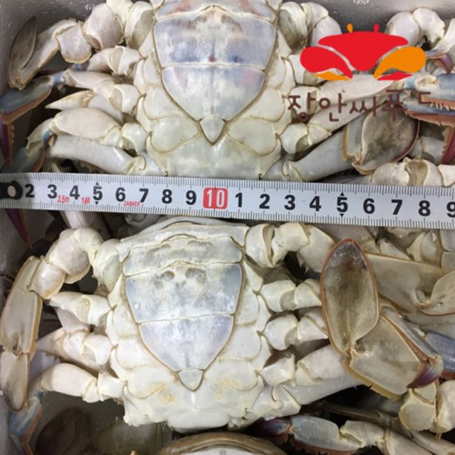 [장안씨푸드] 국내산 알배기 암꽃게 1키로, 1개, 암게 1키로(3~5마리)