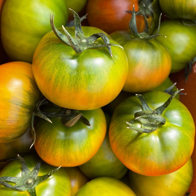 [오픈특가] 산지직송 대저 짭짤이 토마토, 1박스, 2.5kg (L)