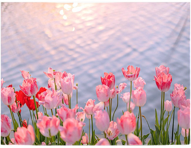 이즈코리아 메종드메르 쉬폰 패브릭포스터 8종 택1 풍경 자연 감성 배전함 가림막 벽장식 가리개 대형포스터 천포스터, 튤립