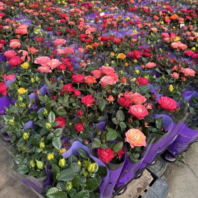 사계장미 미니장미 야생화 노지월동 에이피플랜츠, 10개, 기본