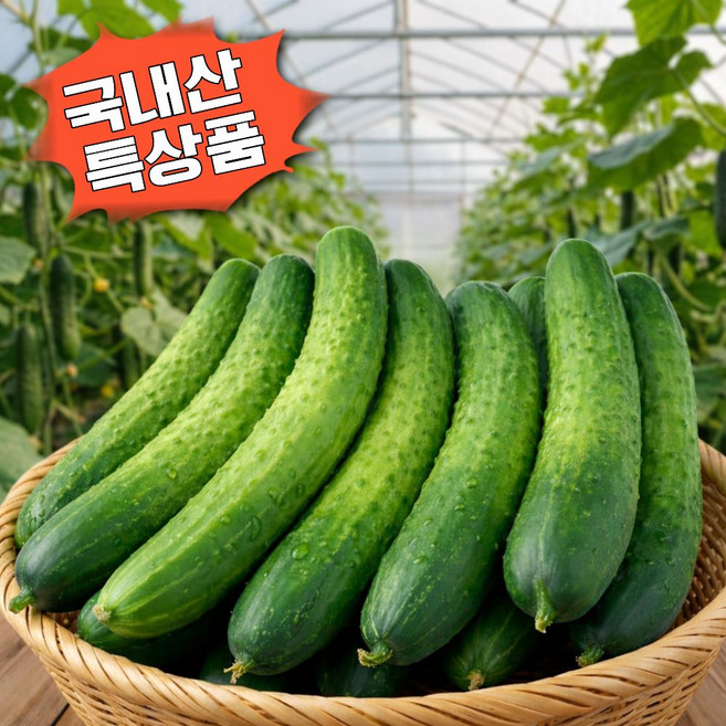[산지농가직송] 당일수확 백오이 국내산 아삭한 백다다기오이, 1박스, 2kg
