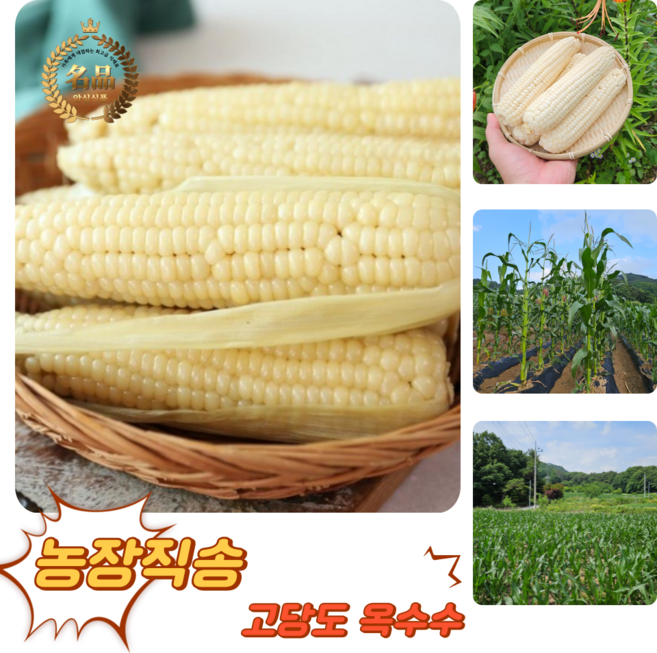 [굿피플] 옥수수 미백옥수수 백찰옥수수 찰옥수수 강원도옥수수 홍찰옥수수 초당옥수수, 1박스, 미백옥수수 상사이즈(14cm이하) / 30개입