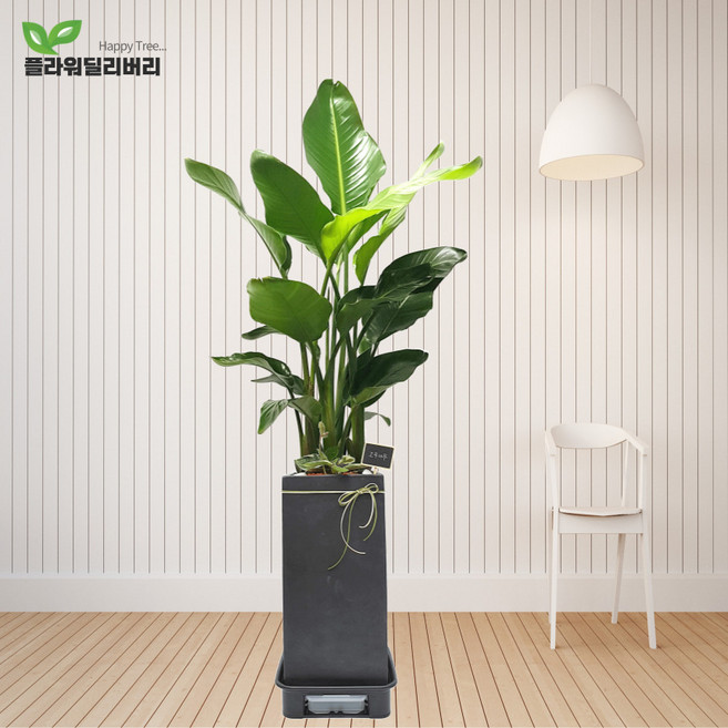 플라워딜리버리 여인초 개업화분 극락조 인테리어 오픈선물 축하나무 대형화분 개원나무 사무실 카페 보내기