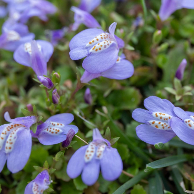 누운주름잎 보라색 밥이꽉찬 야생화 9cm 포트 다년생 지피식물 잔디대용 그라운드커버, 10개