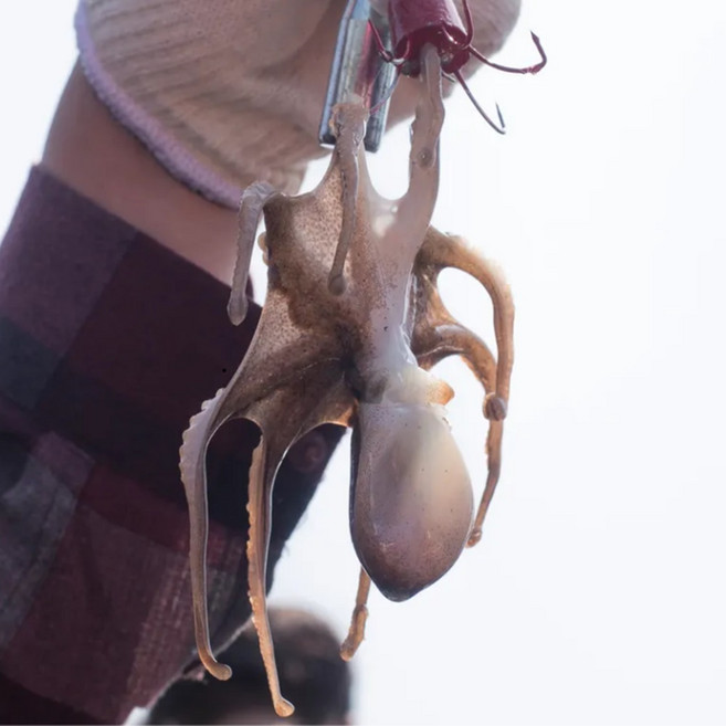 [탱글쫄깃보증] 봄맛 국내산 쭈꾸미 원물 샤브샤브 밀키트 생기마루, 1박스, 1kg 대