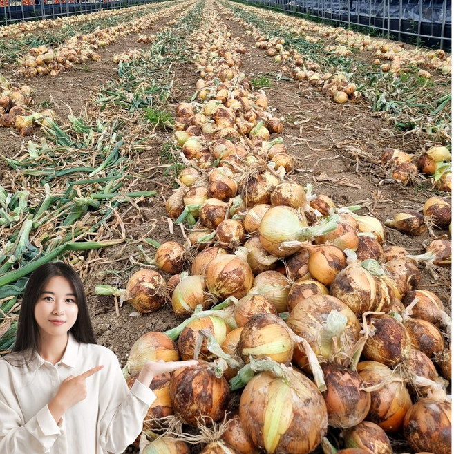 초특가 일등농수산 정품 국내산 경남 양파, 1개, 5kg (중)