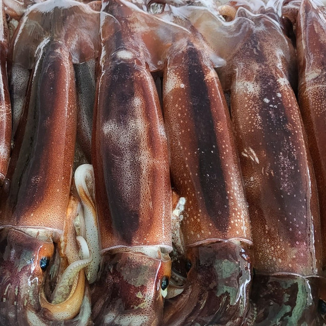 산지직송 신진도 생물 오징어 생오징어 4~6미, 1개, 1kg