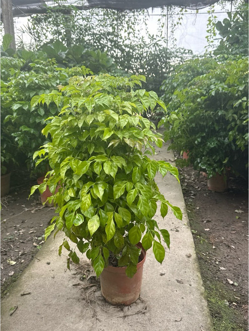 進財樹盆栽 - 霏霏園藝 7吋, 250元