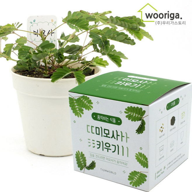 우리가스토리 미니화분키우기 꽃 화초 공기정화식물 새싹 허브 텃밭 화분 상추재배 새싹키우기, 1개, 꽃집사_미모사
