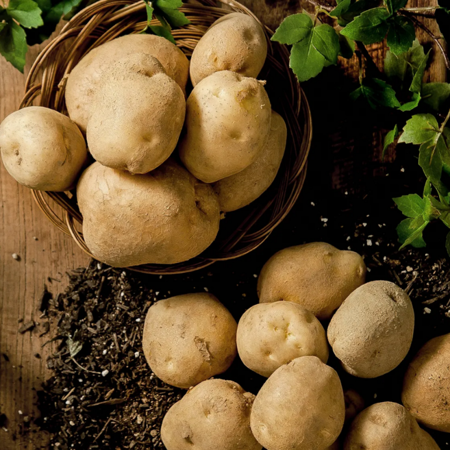 [포슬포슬] 강원도 두백감자 분감자 홍 수미 카스테라 5kg 10kg 고랭지농가직송 POTATO, 1개, 포슬달콤 두백감자(대) 1kg