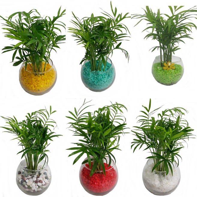 트리앤 단지 유리병 테이블야자 수경식물 습도조절 미세먼지제거 습도조절, 07단지 테이블 야자-흰색  1개, 1개