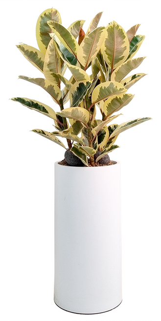 피움뜰 돈나무 금전수 녹보수 공기정화식물 - 개업화분 집들이 승진 사무실 이전 개원 병원 식당 개업식 축하화분배달 당일꽃배달, 1개, 대형 수채화고무나무