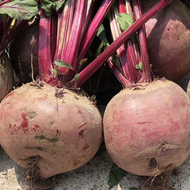 제주 농장직송 레드비트, 1개, 정품 3kg