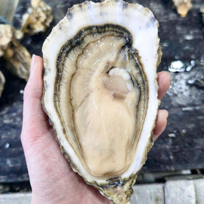 당일조업 초특대 삼배체굴 석화 산지직송, 1박스, 대왕 3kg(10미 내외)